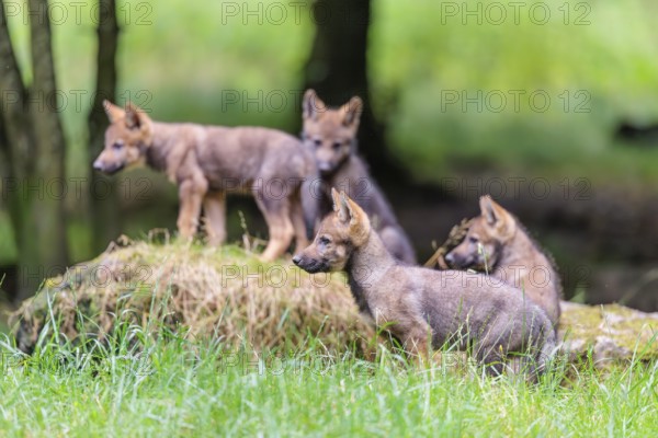 Four gray wolf pups (Canis lupus lupus) stand on a rock on a small hill at the edge of the forest and observe the other members of the pack