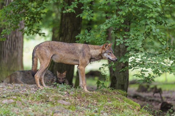 A gray wolf (Canis lupus lupus) stands on a small hill in the deep shade of the forest and observes the other members of the pack