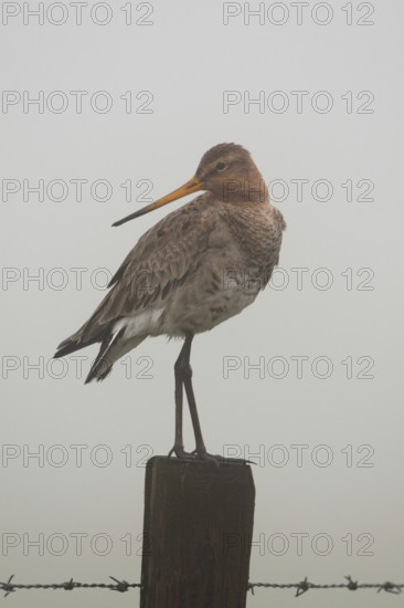 In dense fog... Black-tailed godwit (Limosa limosa), meadow limosa, wading bird sitting, standing on a fence post in the early morning mist, typical picture in moors and wet, extensively farmed meadows, wildlife, native nature, Lower Rhine, North Rhine-Westphalia, Germany, Western Europe