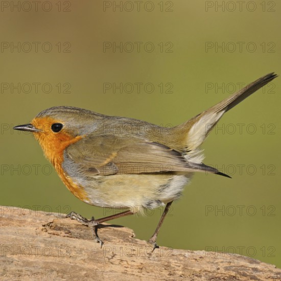 Commonly known songbird... The robin (Erithacus rubecula) is one of our best known native songbirds, very common, is often trusting, appears friendly, native nature, Meerbusch, Lower Rhine, Rhineland, North Rhine-Westphalia, Germany, Western Europe