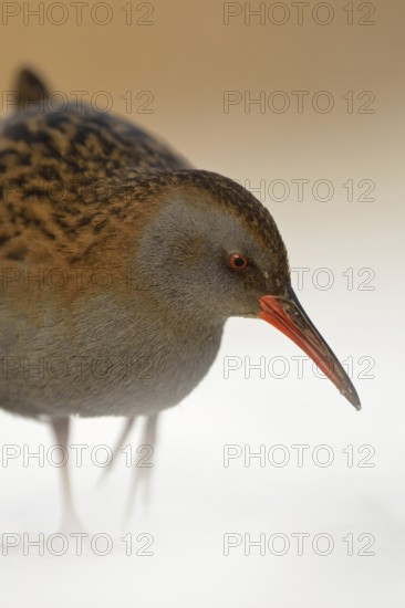Water rail (Rallus aquaticus) in frosty, harsh winter, resident bird, not migratory, foraging in the snow, highly endangered species due to habitat loss, shy, secretive, native birdlife, wildlife, nature, wildlife, Germany, Western Europe