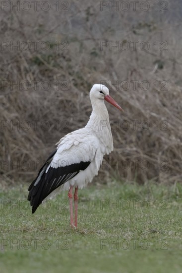 White stork (Ciconia ciconia) in January, in winter, hibernation, hibernates in Germany, has given up migratory behaviour, stands on a green meadow in front of dry bushes, native wildlife, climate change, native birdlife, wild animals, native nature, wildlife, Bislicher Insel, Xanten, Rhineland, Lower Rhine, Germany, Western Europe
