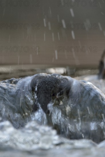 Against the current... White-throated Dipper (Cinclus cinclus) during a dive to search for food in the current, in fast-flowing, flowing water of a torrent, river, wildlife, native nature, Sauerland, Bergisches Land, North Rhine-Westphalia, Germany, Western Europe