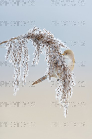 Bearded Tit (Panurus biarmicus) in winter, female, sitting on reed frond, in reed grass, picking seeds, eating, very pretty, little known songbird, is bound to habitats in reeds, beautiful soft light, soft pastel colours, wildlife, native nature, Federsee lake, Baden-WÃ¼rttemberg, Germany, Western Europe