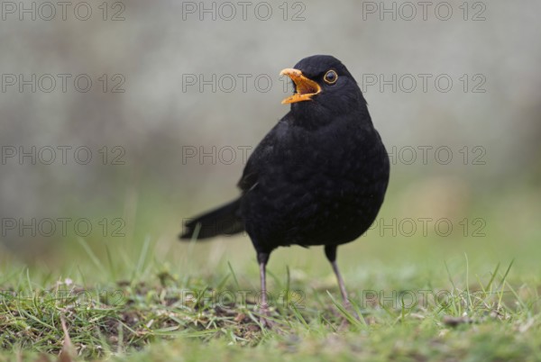 Beautiful song... Blackbird (Turdus merula) in spring, blackbird cock sitting on the ground, male singing at the top of his voice, well-known, almost everywhere common black songbird with orange beak, native nature, Meerbusch, Lower Rhine, Rhineland, Rhine district Neuss, North Rhine-Westphalia, Germany, Western Europe