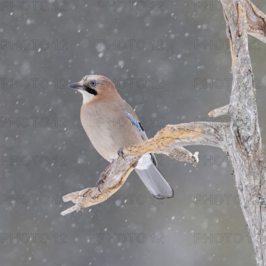 The snow trickles softly... Eurasian Jay (Garrulus glandarius) in winter, sitting in the snow, in snowfall on the side branch of an old rotten tree, typical attentive posture, guardian of the forest, soft light, soft colours matching the snow mood, wildlife, native nature, southern Sweden, Sweden, Scandinavia, Northern Europe