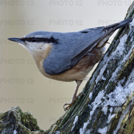 European nuthatch (Sitta europaea) in winter, sitting in a tree covered with snow, looking around attentively, in typical pose, resident bird, stays with us all year round, native nature, Meerbusch, Rhineland, Lower Rhine, North Rhine-Westphalia, Germany, Western Europe