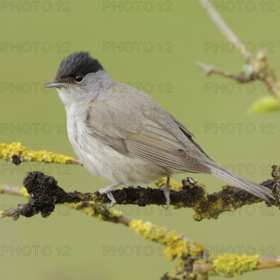 Summer is coming... Eurasian blackcap (Sylvia atricapilla), male in his plumage sitting in a dry elder bush, native songbird, migratory bird, in March April many migratory birds return to their breeding grounds in Germany, native nature, Meerbusch, Lower Rhine, Rhineland, North Rhine-Westphalia, Germany, Western Europe