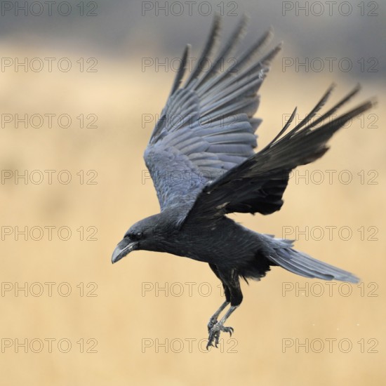 In flight... Raven (Corvus corax), the largest native corvid in the air with open wings, preparing to land, cropped against a bright, beautiful background, clear light, action-packed detailed shot, native nature, Mecklenburg-Western Pomerania, Germany, Western Europe