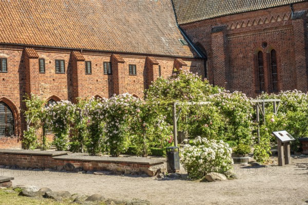 Rose garden at the old monastery, built in 1267, in Ystad, Scania, Sweden, Scandinavia