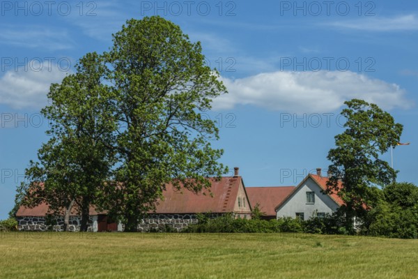 Older farmhouse with tall trees in Ã–sterlen, Simrishamn municipality, SkÃ¥ne county, Sweden, Scandinavia