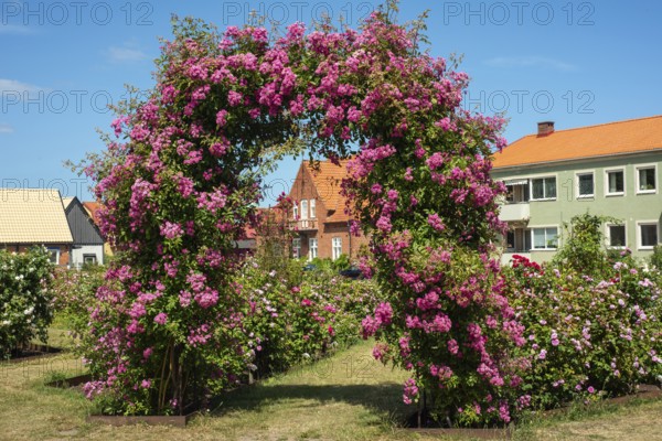 Portal with blooming Wartburg rose at Rose Square in Simrishamn, SkÃ¥ne County, Sweden, Scandinavia