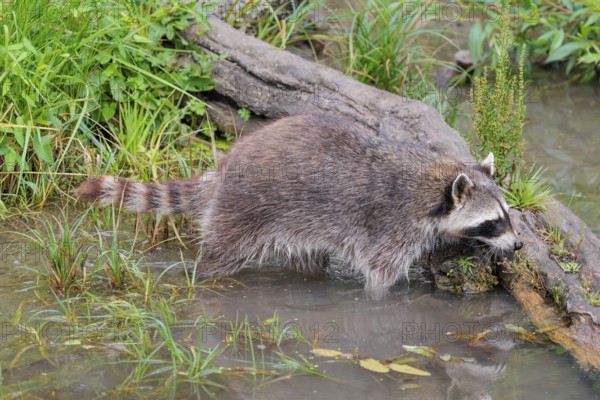 An adult raccoon (Procyon lotor) searches for food in the shallow water of a stream surrounded by dense riparian vegetation