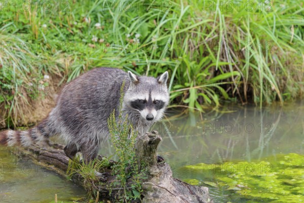 An adult raccoon (Procyon lotor) crosses the shallow water of a stream on a broken branch of a tree