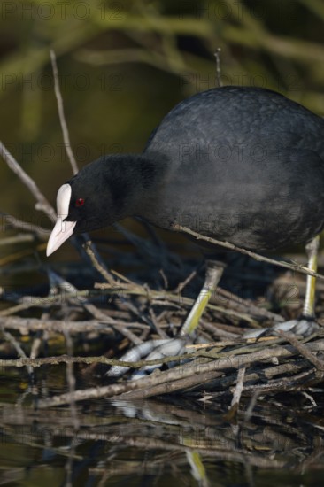 Nest building... Eurasian Coot rail (Fulica atra), coot builds, occupies nest under a bush at the edge of the bank, preparing for breeding, common, generally known, conspicuous water bird, black roundish body, white pallor, native birdlife, wildlife, nature, Meerbusch, Rhineland, Lower Rhine, North Rhine-Westphalia, Germany, Western Europe