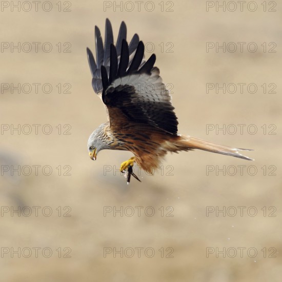 Prey flight... Red kite (Milvus milvus), kite, Montagu's harrier, royal harrier in flight with prey in its clutches, certainly one of our most beautiful birds of prey, native birdlife, wildlife, nature, Mecklenburg-Western Pomerania, Germany, Western Europe