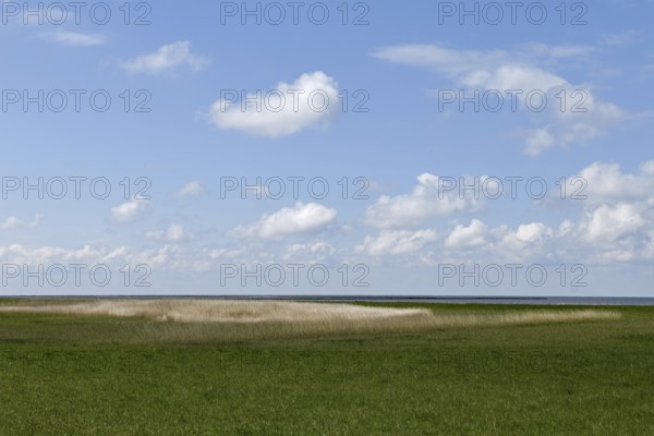 Salt marshes on the North Sea, North Sea coast, dyke foreland between Duhnen, Sahlenburg and Arensch, valuable nature reserve, important bird breeding area, bird sanctuary, habitat of numerous endangered coastal plants, Wadden Sea of Lower Saxony, Northern Germany, Cuxhaven, Duhnen, Sahlenburg, Lower Saxony, Germany, Western Europe