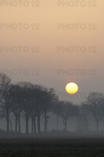 Morning atmosphere... Idyll on the Lower Rhine early in the morning, sunrise over an avenue of trees, sun displaces early fog, beginning of a beautiful day in early spring, local nature, Lower Rhine, Rhineland, North Rhine-Westphalia, Germany, Western Europe