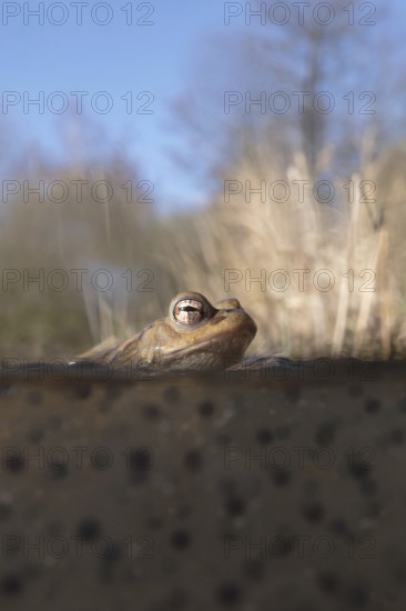 Spawning time... Common toad (Bufo bufo) in water, pond, sitting in a pond in early spring on frogspawn, native amphibians, wildlife, nature, Lower Rhine, Rhine district Neuss, North Rhine-Westphalia, Germany, Western Europe