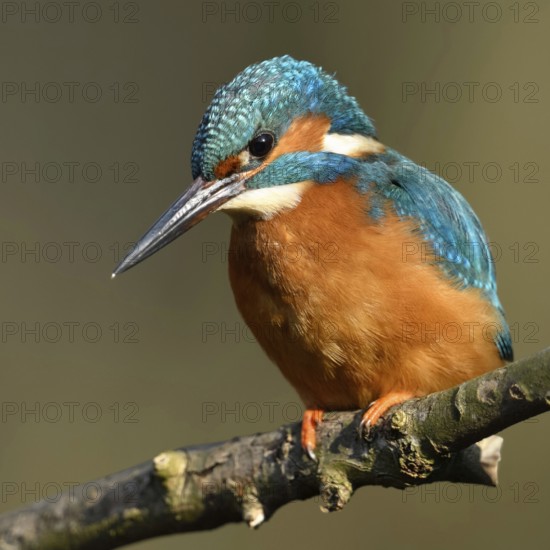Hunting from a perch... Kingfisher (Alcedo atthis) hunting small fish, perched on a branch above the water, also known as the blue diamond because of its bright plumage colours, native birdlife, wildlife, nature, Lower Rhine, Rhineland, North Rhine-Westphalia, Germany, Western Europe