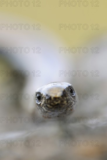 Lizard eyes... Slow worm (Anguis fragilis), frontal close-up, head portrait, direct eye contact, hypnotising look into the eyes, eye to eye with the lizard, lizard, reptile, no snake, native nature, Lower Rhine, North Rhine-Westphalia, Germany, Western Europe