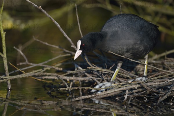 Nest building... Eurasian Coot rail (Fulica atra), coot builds, occupies nest under a bush at the edge of the bank, preparing for breeding, common, generally known, conspicuous water bird, black roundish body, white pallor, native birdlife, wildlife, nature, Meerbusch, Rhineland, Lower Rhine, North Rhine-Westphalia, Germany, Western Europe