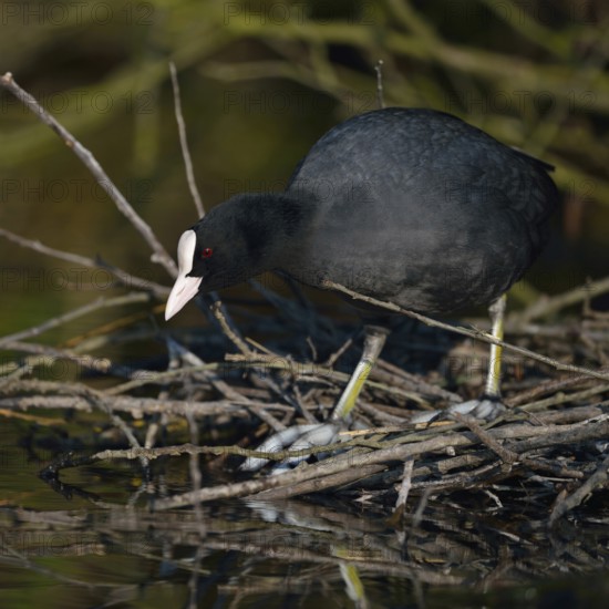 Nest building... Eurasian Coot rail (Fulica atra), coot builds, occupies nest under a bush at the edge of the bank, preparation for breeding, common, generally known, conspicuous water bird, native bird world, wildlife, nature, Meerbusch, Rhineland, Lower Rhine, North Rhine-Westphalia, Germany, Western Europe