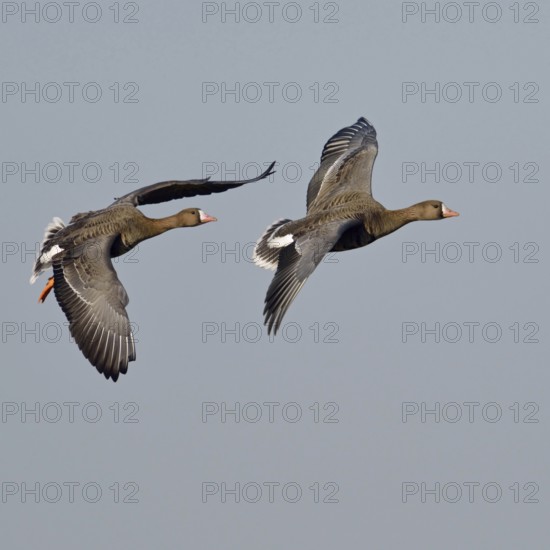 In rapid flight... White-fronted geese (Anser albifrons), arctic wild geese, wintering guests on the Lower Rhine, typical wild geese, pure winter guests, non-invasive species, native nature, wildlife, Germany, Lower Rhine, Rhineland, Wesel district, North Rhine-Westphalia, Western Europe