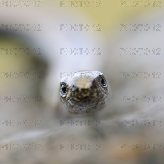 Lizard eyes... Slow worm (Anguis fragilis), frontal close-up, head portrait, direct eye contact, hypnotising look into the eyes, eye to eye with the lizard, lizard, reptile, no snake, native nature, Lower Rhine, North Rhine-Westphalia, Germany, Western Europe