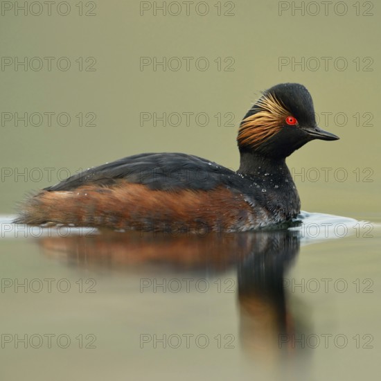 Early morning at the lake... Black-necked Grebe (Podiceps nigricollis) in breeding plumage, breeding plumage swimming through mirror-smooth, shimmering green water, detailed photo in the best light, beautiful colours, Lower Rhine, North Rhine-Westphalia, Germany, Western Europe