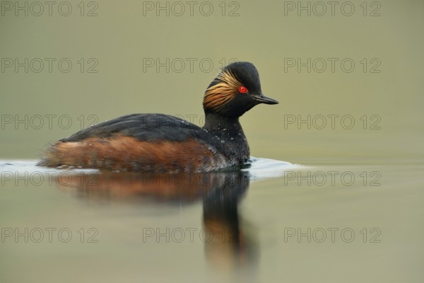 Early morning at the lake... Black-necked Grebe (Podiceps nigricollis) in its breeding plumage, breeding plumage swims through mirror-smooth, shimmering green water, red eyes, golden decorative feathers, ear tufts, North Rhine-Westphalia, Germany, Western Europe