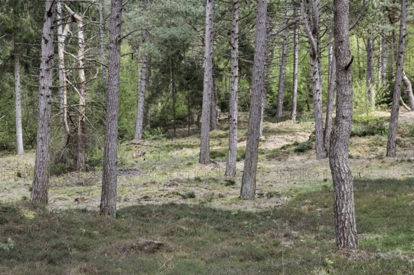 Dune pine forest... Wernerwald (Cuxhaven-Duhnen), black pines (Pinus nigra), typical forest form on nutrient-poor, sandy soils, only forest on the German North Sea coast in direct transition to the Wadden Sea, native nature, Cuxhaven, Duhnen, Sahlenburg, Lower Saxony, Germany, Western Europe