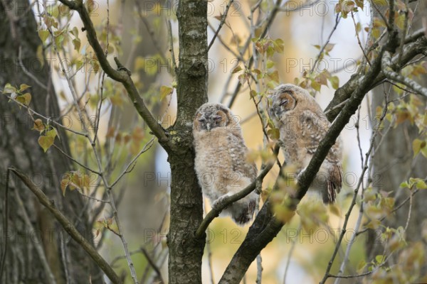 In the quarry forest... tawny owl (Strix aluco), young owls, owls, tawny owls, just fledged, still in moult, sleeping the day away, wildlife, local nature, Meerbusch, Rhineland, Lower Rhine, North Rhine-Westphalia, Germany, Western Europe