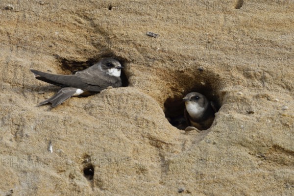 Sand martin colony... Sand martin (Riparia riparia), two sand martins sitting in the entrances of their breeding burrows in a steep bank in a sand pit, looking out, smallest native swallow, cavity nester, native nature, Lower Rhine, North Rhine-Westphalia, Germany, Western Europe