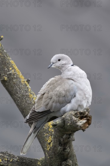 Native wild pigeon... Eurasian collared dove (Streptopelia decaocto), wild pigeon sitting in a tree, looking around, naturalised in Western Europe in the last century, original distribution area is the south-east, Turkey to Japan, huntable species, native nature, Meerbusch, Rhineland, Lower Rhine, North Rhine-Westphalia, Germany, Western Europe