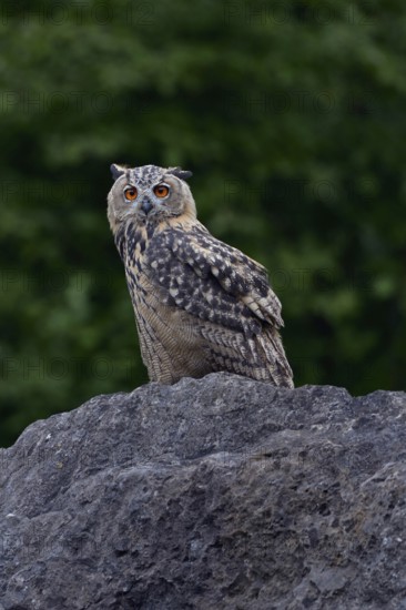 Young, nocturnal and crepuscular owl... European Eagle Owl (Bubo bubo), fledged, almost adult young bird sitting on a rock, direct view, eye contact, funny picture, wildlife, native nature, Sauerland, Bergisches Land, North Rhine-Westphalia, Germany, Western Europe