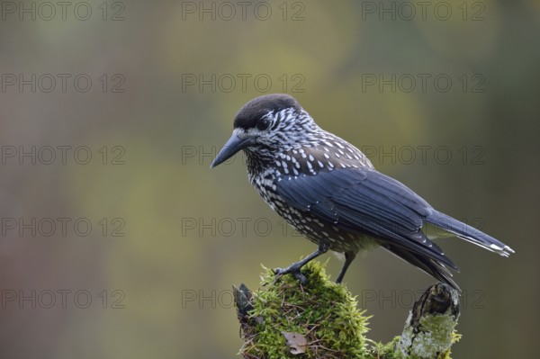 The nutcracker... Nutcracker (Nucifraga caryocatactes) perches in typical raven manner on a rotten tree stump, nutcrackers are known to hide their food, especially the seeds of the Swiss stone pine (Pine cembra) as a winter supply and thus help forest regeneration and forest expansion, wildlife, native nature, Bavaria, Germany, Western Europe