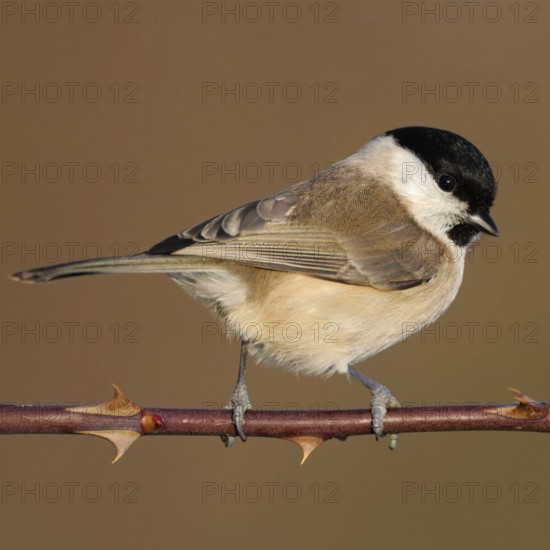 Resident bird... Marsh tit (Poecile palustris), relatively inconspicuous but pretty little tit, songbird, with us all year round, occasional guest at winter feeders, native birdlife, wildlife, nature, Lower Rhine, Rhineland, North Rhine-Westphalia, Germany, Western Europe