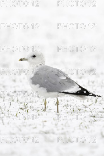 Mew Gull (Larus canus) in winter inland, sitting, resting on snow-covered farmland, white bird on white background, probably young bird in second winter, native nature, Lower Rhine, Rhineland, North Rhine-Westphalia, Germany, Western Europe