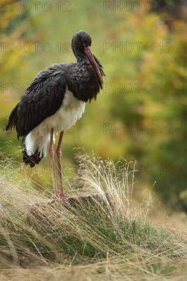 Forest dweller... Black stork (Ciconia nigra), also known as Wood Stork, in a clearing in the forest, predominantly black stork with a white belly, lives shy and secluded in large forests, endangered among other things by the expansion of wind power, native nature, North Rhine-Westphalia, Germany, Western Europe
