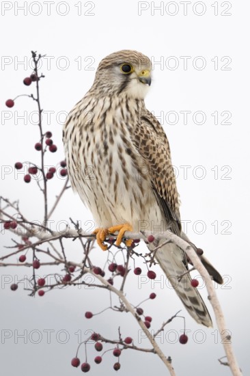 Kestrel (Falco tinnunculus), female falcon, adult bird, sitting high up on a bush with red berries, looking out, typical behaviour, widespread, common, relatively small native bird of prey, bright, friendly picture, beautiful winter picture, wildlife, native nature, Meerbusch, Rhineland, Lower Rhine, North Rhine-Westphalia, Germany, Western Europe