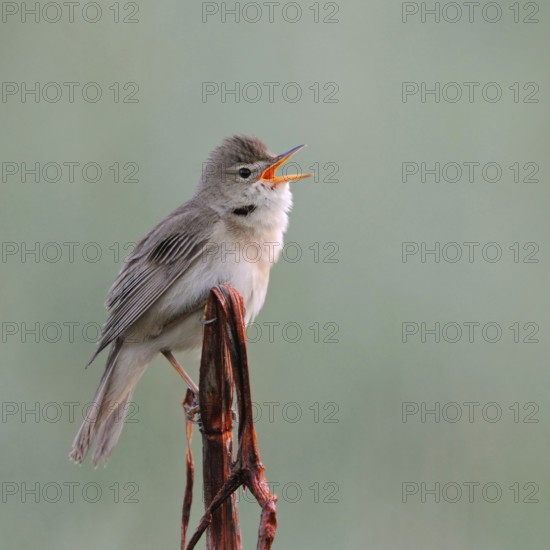 Marsh warbler (Acrocephalus palustris), adult male shortly after arrival in the breeding area, late returning migratory bird, sits exposed on a dried plant stem and sings, demarcates territory, courtship display, small inconspicuous, noisy songbird, native birdlife, wildlife, nature, Lower Rhine, Rhineland, North Rhine-Westphalia, Germany, Western Europe