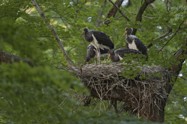 Forest storks... Black stork (Ciconia nigra), well-hidden eyrie in the crown of an old beech tree, large nest with four almost fledged young birds, native nature, North Rhine-Westphalia, Germany, Western Europe
