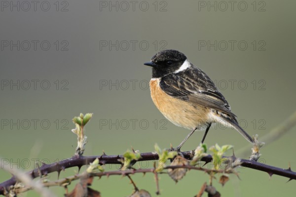 High up on the bramble bushes... Common stonechat (Saxicola torquata) Male in breeding plumage, splendid plumage sits exposed on the top of a bramble bush, on a thorny bramble vine, watches over the breeding territory, rather rare songbird, threatened by habitat loss, migratory bird, one of the first returnees from the winter territories, native nature, Meerbusch, Lower Rhine, Rhineland, North Rhine-Westphalia, Germany, Western Europe