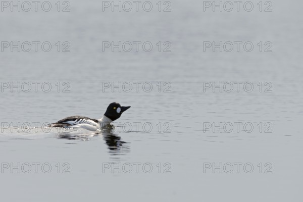 In courtship display... Common goldeneye (Bucephala clangula) drake in breeding plumage, mating, black and white, beautifully marked duck with bright golden yellow eyes swimming on a wide lake, southern Sweden, Sweden, Scandinavia, northern Europe