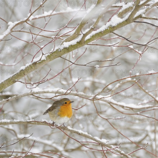 Robin (Erithacus rubecula) in winter, snow, sits thickly fluffed up up in snow-covered bushes, in dogwood, defies the cold and wet weather, small, well-known, conspicuous, very common songbird with bright orange breast, classic winter picture, native nature, Meerbusch, Lower Rhine, Rhineland, North Rhine-Westphalia, Germany, Western Europe