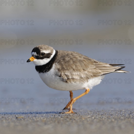 Little Ringed Plover (Charadrius hiaticula) walking on the beach, in the Wadden Sea along the tide line, looking for food, side view with all identification relevant details, tripping on the ground to scare up prey in the sand, native nature, North Sea, Schleswig Holstein, Lower Saxony, Lower Saxon Wadden Sea Germany, Western Europe