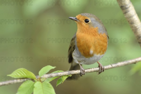 Handsome little chap... Robin (Erithacus rubecula) sits in spring in the nearby bushes, in a tree with fresh greenery, seems to be in a good mood, looks around attentively and enterprisingly, as can often be observed almost everywhere and also in the garden at home, likeable, frontal shot, nice colour contrast between the orange breast and the fresh green, native nature, Meerbusch, Lower Rhine, Rhineland, North Rhine-Westphalia, Germany, Western Europe