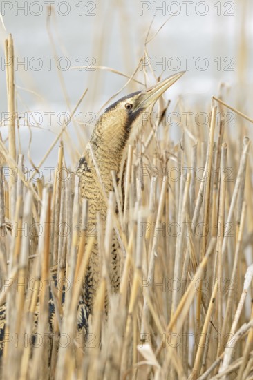 A quick look... Bittern (Botaurus stellaris) in winter, head portrait, cropped view, lives hidden in its typical habitat in the reed belt, sticks its head out of the reeds, rare native bird species, clear, detailed image typical for the species, wildlife, native nature, North Rhine-Westphalia, Germany, Western Europe