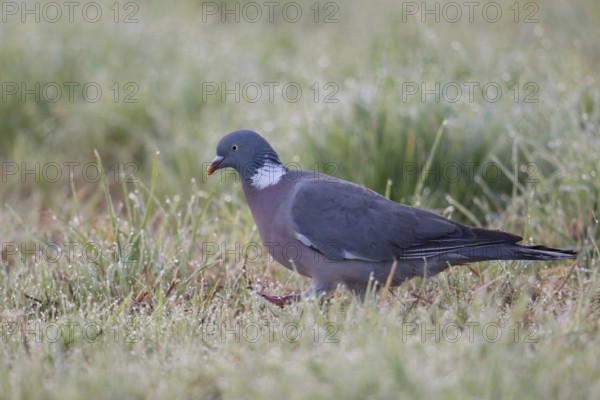On a dewy meadow... Wood pigeon (Columba palumbus), wild pigeon running on the ground early in the morning through wet grass, most common native wild pigeon, wildlife, native nature, Meerbusch, Lower Rhine, Rhineland, North Rhine-Westphalia, Germany, Western Europe